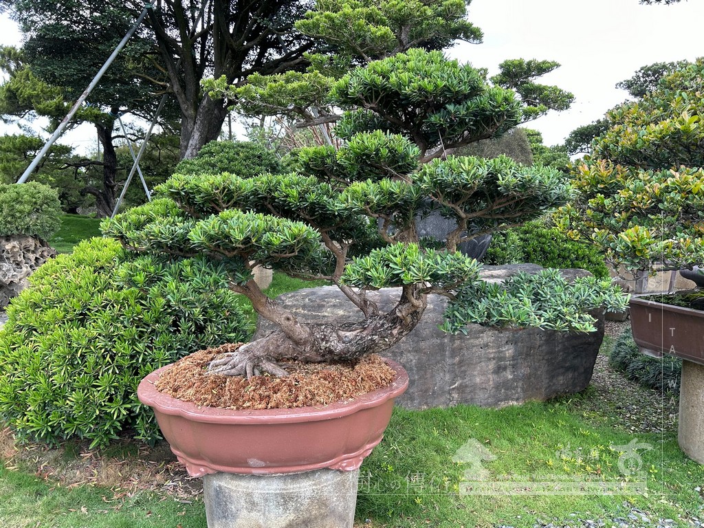 A9177449 280C 4615 8C62 35608BEDE46C [晶鑽羅漢松]等待，是為了下一次的蛻變(94) 蛻變專題(The plan)