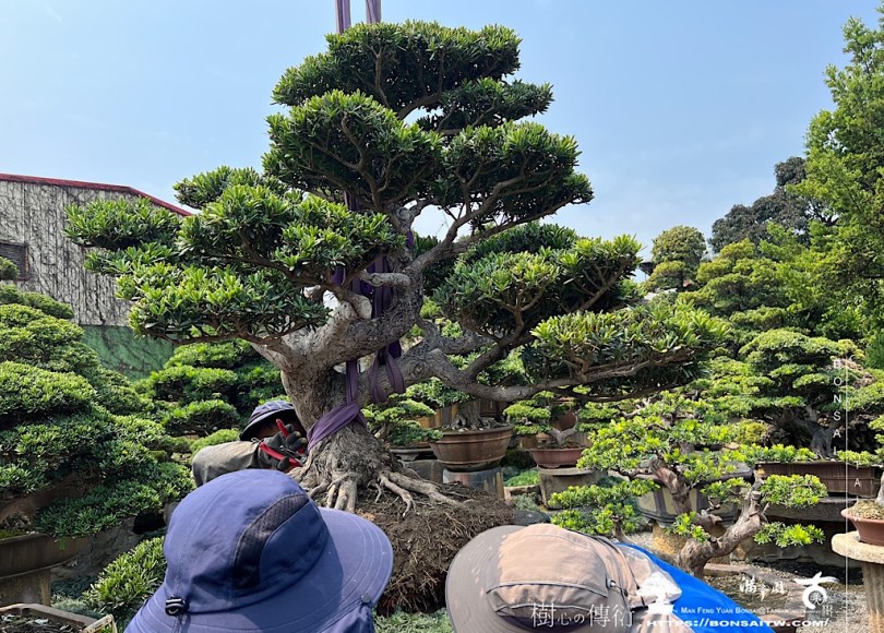 img 6846 大晶鑽換盆 盆栽(Bonsai)