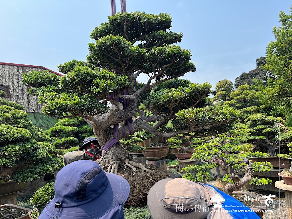 img 6846 大晶鑽換盆 盆栽(Bonsai)