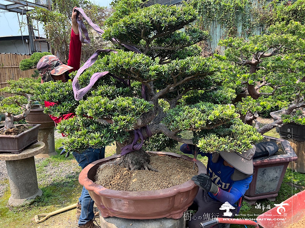 img 6847 大晶鑽換盆 盆栽(Bonsai)