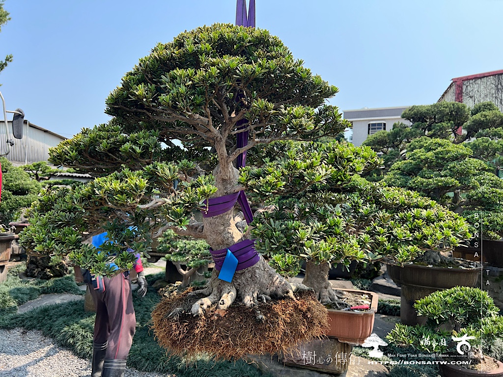 img 6848 大晶鑽換盆 盆栽(Bonsai)