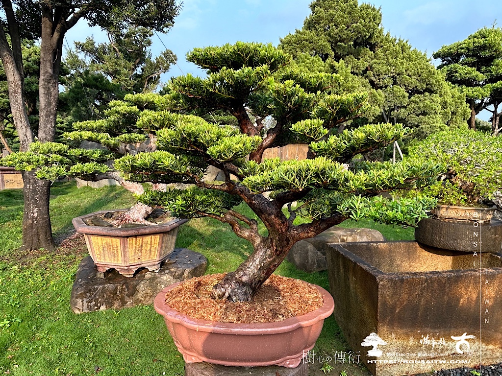 img 7433 2 [晶鑽羅漢松]等待，是為了下一次的蛻變(76) 盆栽(Bonsai)