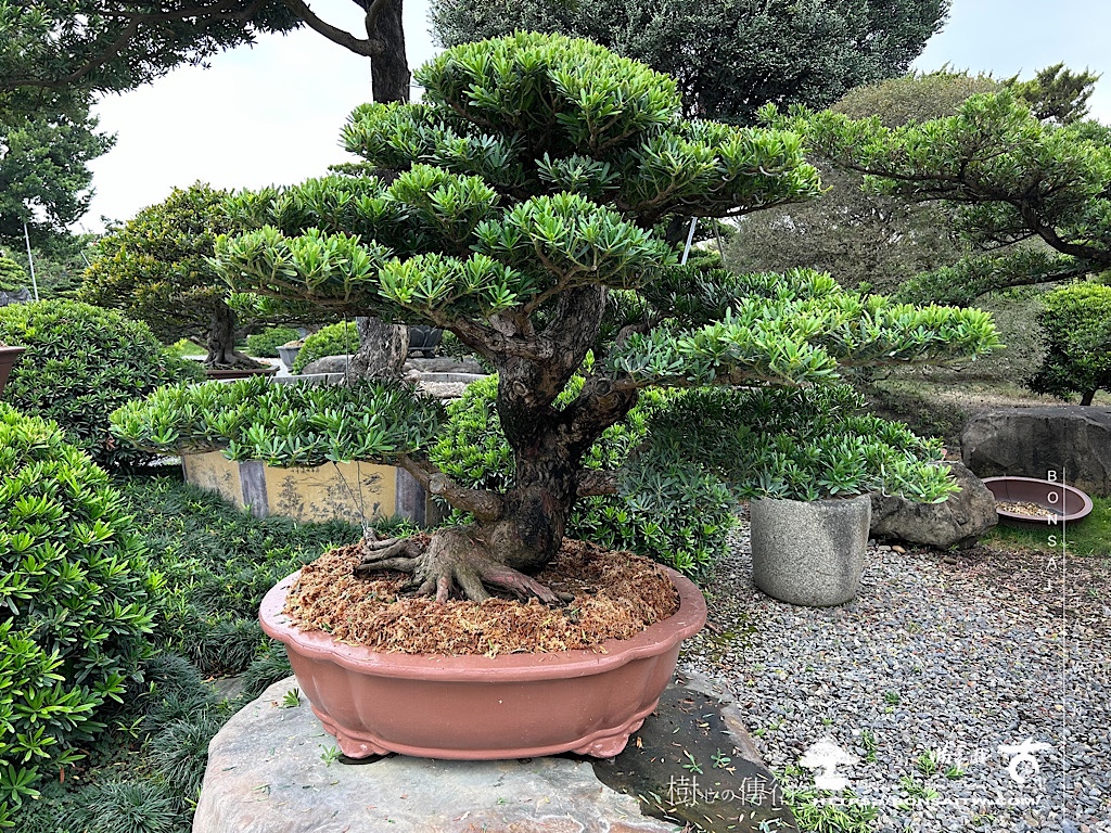 img 7611 2 [晶鑽羅漢松]等待，是為了下一次的蛻變(63) 盆栽(Bonsai)