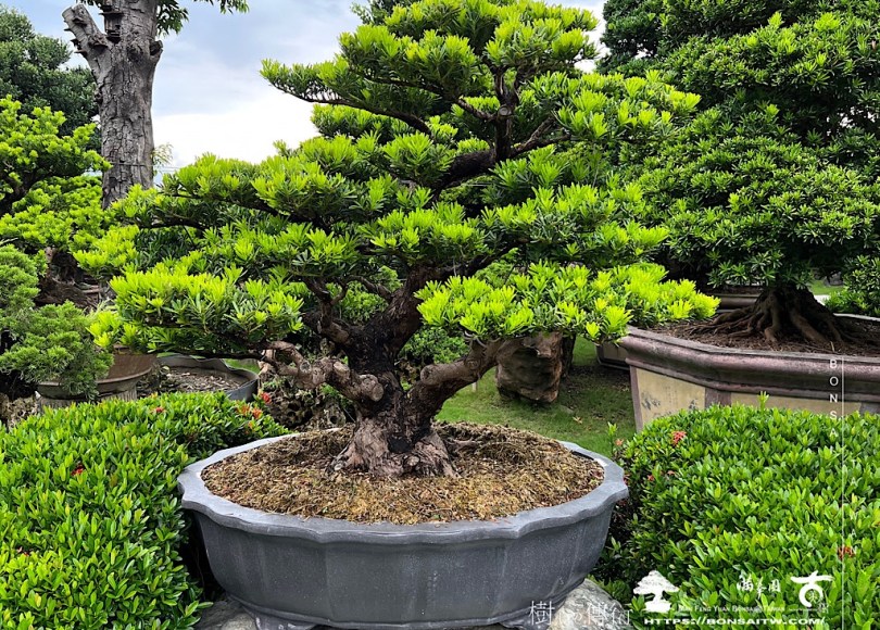 img 7925 [晶鑽羅漢松]等待，是為了下一次的蛻變(95) 蛻變專題(The plan)