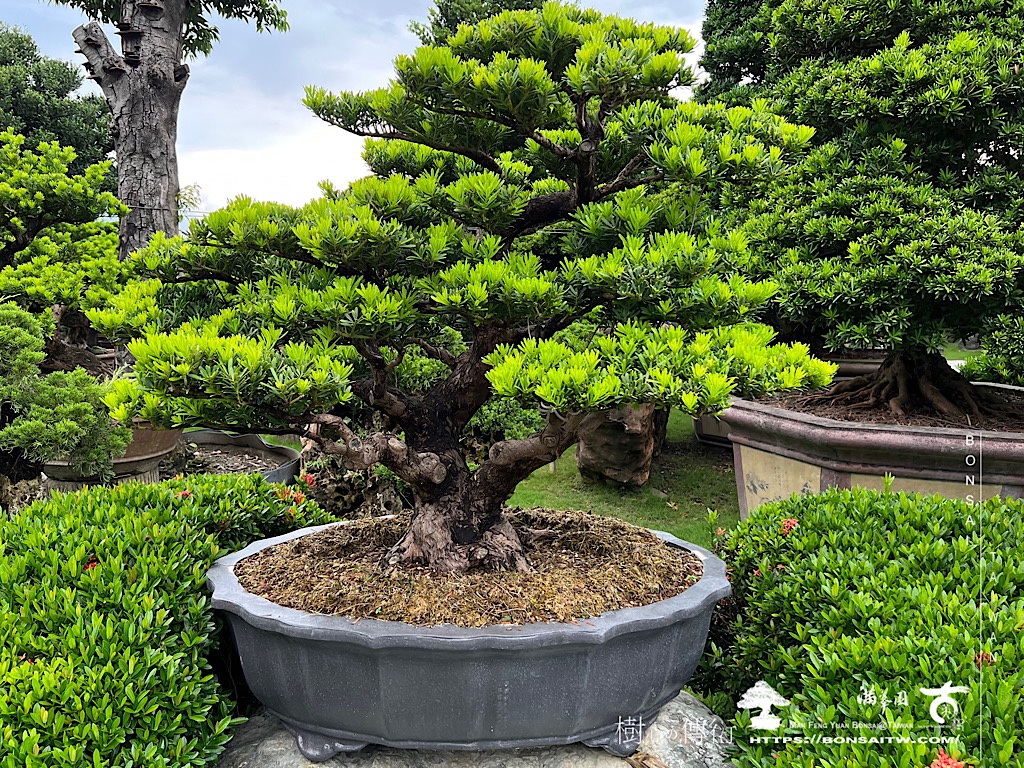 img 7925 [晶鑽羅漢松]等待，是為了下一次的蛻變(95) 蛻變專題(The plan)