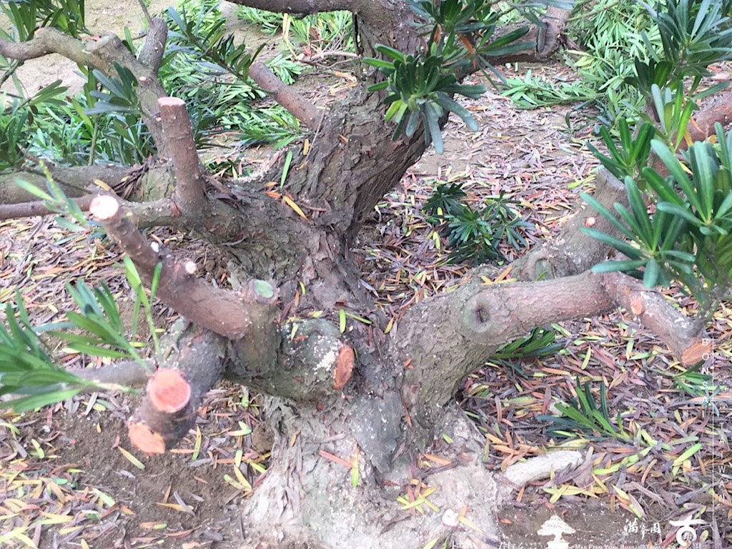 img 7926 [晶鑽羅漢松]等待，是為了下一次的蛻變(95) 蛻變專題(The plan)