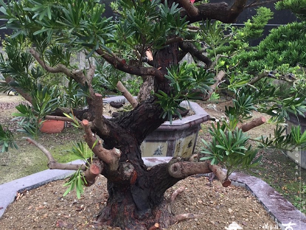 img 7928 [晶鑽羅漢松]等待，是為了下一次的蛻變(95) 蛻變專題(The plan)