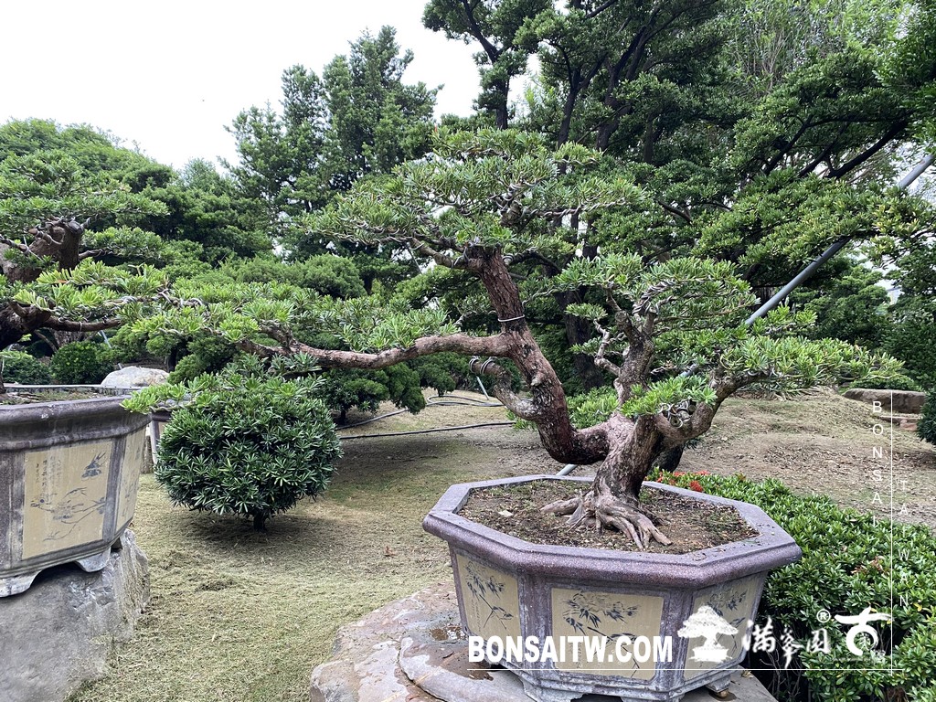 001 6 [晶鑽羅漢松]等待，是為了下一次的蛻變(96) 盆栽(Bonsai)