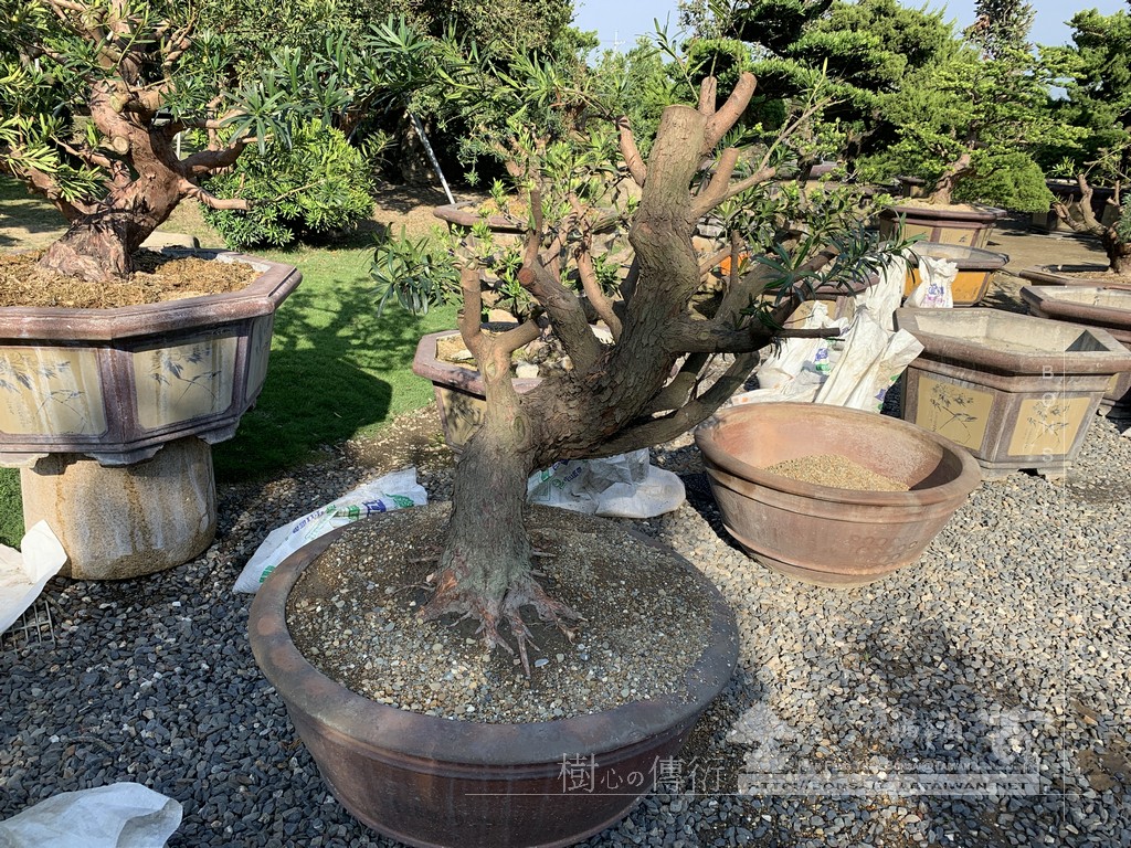 008 [晶鑽羅漢松]等待，是為了下一次的蛻變(97) 盆栽(Bonsai)