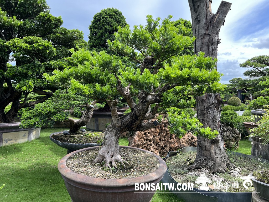 017 [晶鑽羅漢松]等待，是為了下一次的蛻變(97) 盆栽(Bonsai)