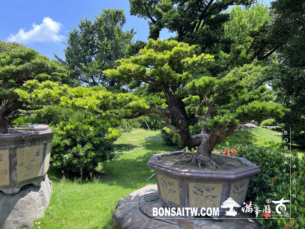 042 2 [晶鑽羅漢松]等待，是為了下一次的蛻變(96) 盆栽(Bonsai)