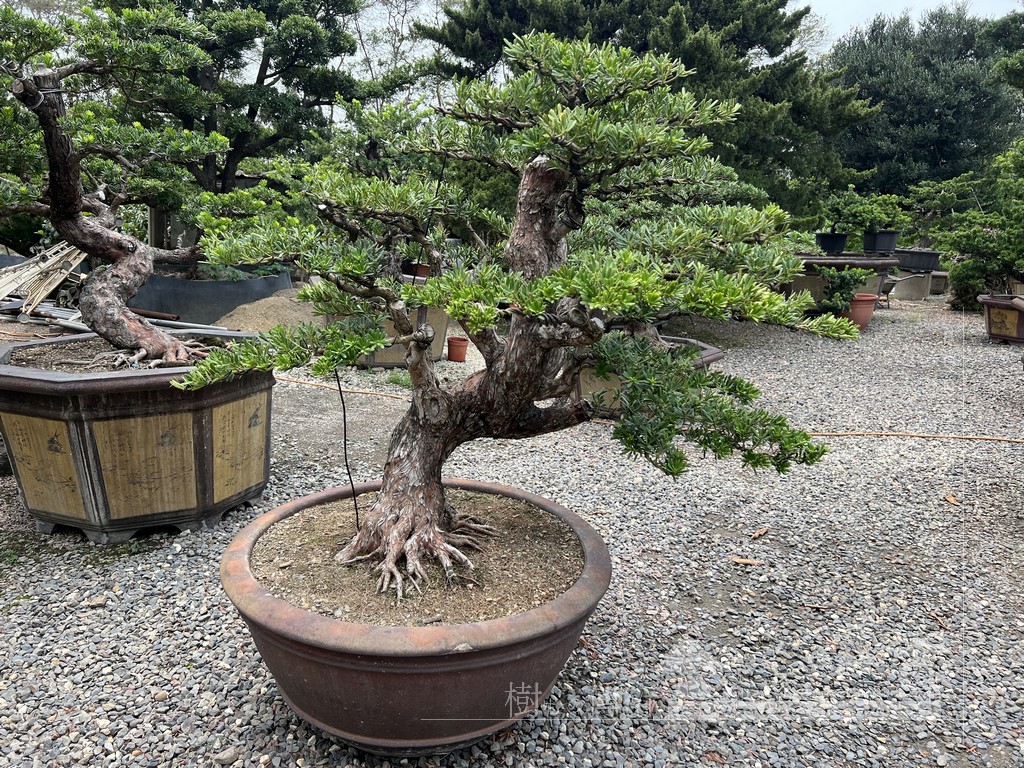 4293883C 93C3 4838 AFCB 50706E66FF23 [晶鑽羅漢松]等待，是為了下一次的蛻變(97) 盆栽(Bonsai)