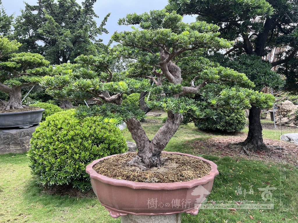 D65F2819 0328 497E 8500 56E920E5B9B3 [晶鑽羅漢松]等待，是為了下一次的蛻變(98) 盆栽(Bonsai)