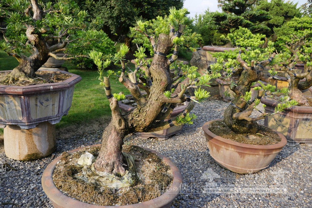 P1790229 [晶鑽羅漢松]等待，是為了下一次的蛻變(97) 盆栽(Bonsai)
