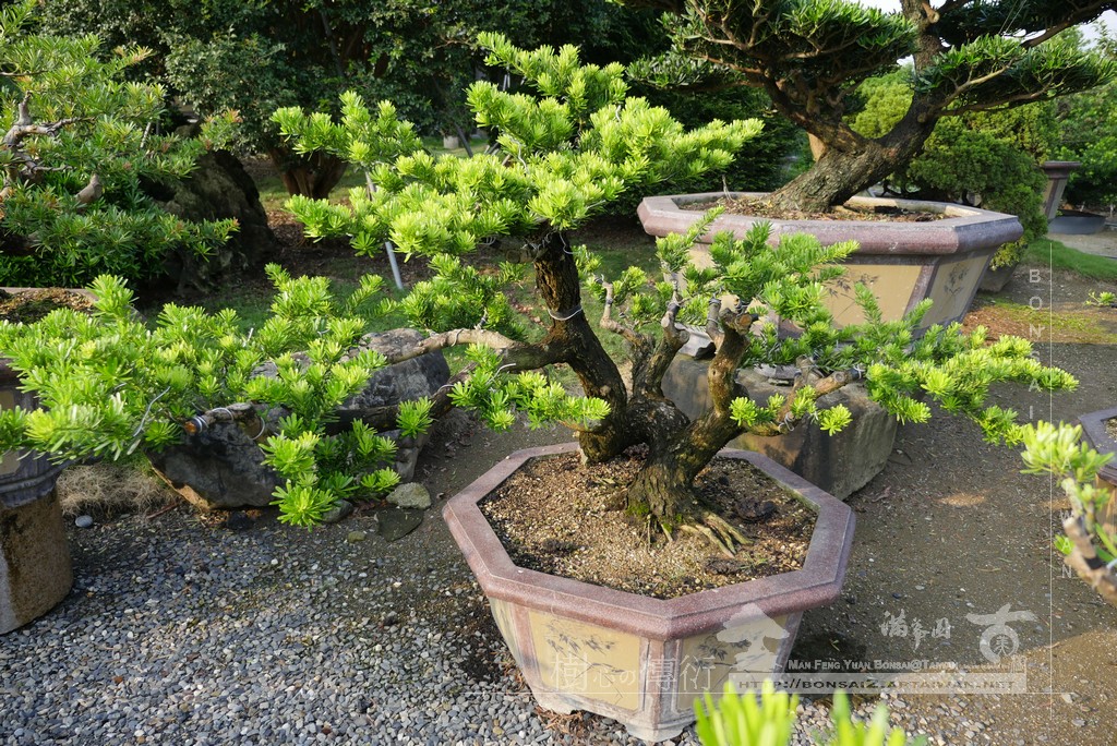 P1790236 [晶鑽羅漢松]等待，是為了下一次的蛻變(96) 盆栽(Bonsai)