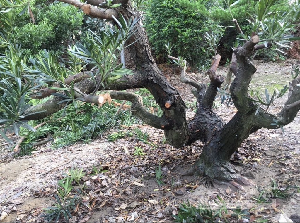 S 9035783 cr [晶鑽羅漢松]等待，是為了下一次的蛻變(96) 盆栽(Bonsai)