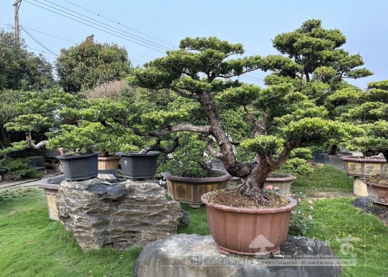 S 9035785 [晶鑽羅漢松]等待，是為了下一次的蛻變(96) 素材(Material)