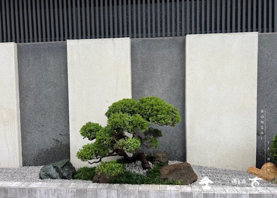img 2767 1 [我們的作品]別墅側庭設計-案0517 真柏(Juniperus chinensis)