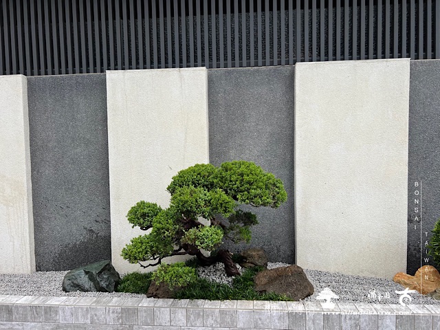 img 2767 1 [我們的作品]別墅側庭設計-案0517 客戶案例