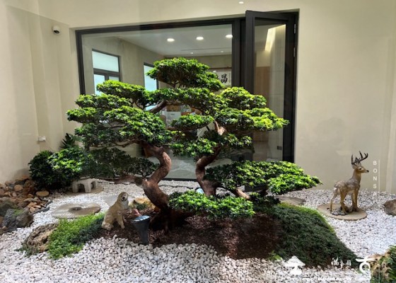 img 4363 1 [我們的作品]庭園設計-案0507 羅漢松(Podocarpus costalis)