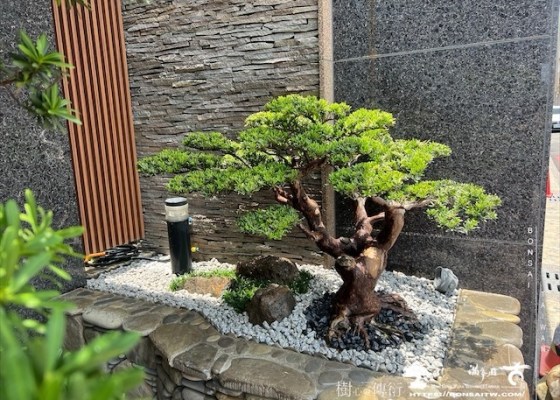 img 3586 1 [我們的作品]大門景觀設計施工-案0720 庭園造景