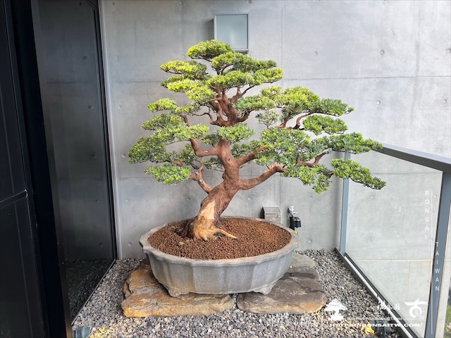 img 3671 1 [我們的作品]景觀露台設計施工-案0731 盆栽(Bonsai)