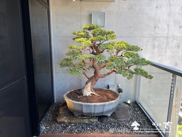 img 3682 1 [我們的作品]景觀露台設計施工-案0731 盆栽(Bonsai)