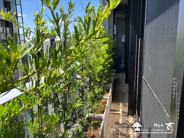 img 3699 1 [我們的作品]景觀綠籬施工-案0802 露台造景