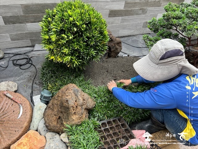 img 3734 1 [我們的作品]盆景式庭園設計施工-案0815 露台造景