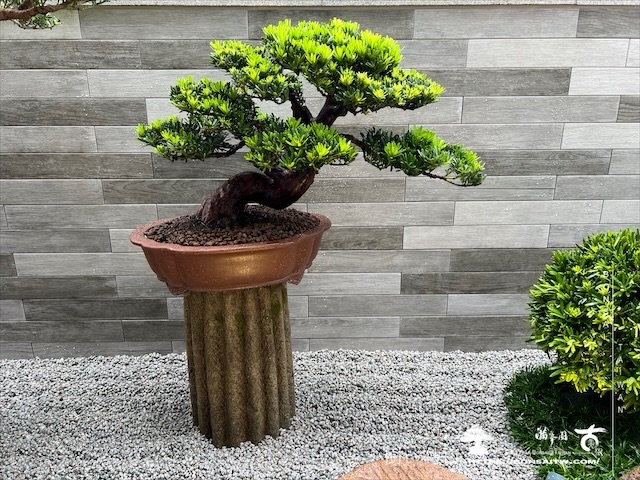 img 3739 1 [我們的作品]盆景式庭園設計施工-案0815 露台造景