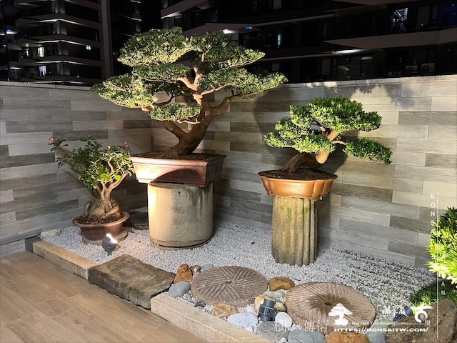 img 3743 1 [我們的作品]盆景式庭園設計施工-案0815 露台造景