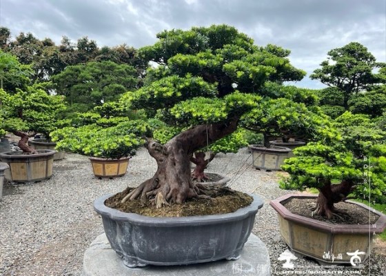 img 5115 1 [晶鑽羅漢松]等待，是為了下一次的蛻變(54) 素材(Material)