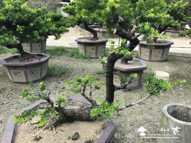 img 5319 1 [晶鑽羅漢松]等待，是為了下一次的蛻變(94) 蛻變專題(The plan)