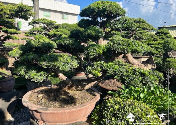 img 5320 1 [晶鑽羅漢松]等待，是為了下一次的蛻變(94) 羅漢松(Podocarpus costalis)