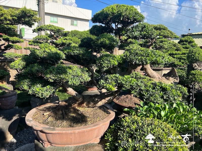 img 5320 1 [晶鑽羅漢松]等待，是為了下一次的蛻變(94) 蛻變專題(The plan)