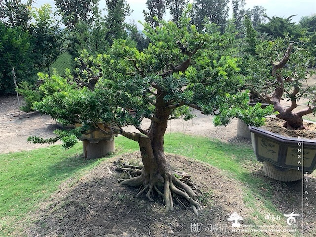 img 5338 1 [晶鑽羅漢松]等待，是為了下一次的蛻變(99) 蛻變專題(The plan)