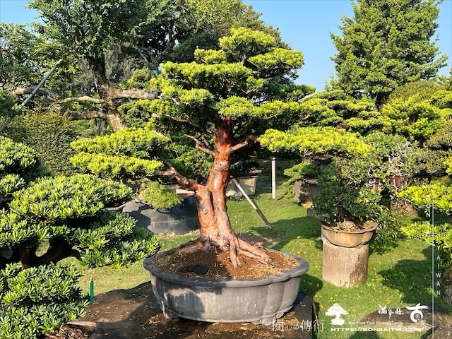 img 5339 1 [晶鑽羅漢松]等待，是為了下一次的蛻變(99) 蛻變專題(The plan)