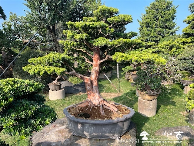 img 5340 1 [晶鑽羅漢松]等待，是為了下一次的蛻變(99) 蛻變專題(The plan)