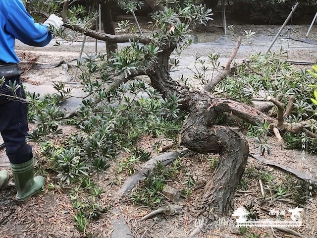 img 5346 1 [晶鑽羅漢松]等待，是為了下一次的蛻變(100) 盆栽(Bonsai)