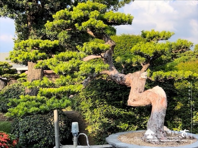 img 5347 1 [晶鑽羅漢松]等待，是為了下一次的蛻變(100) 盆栽(Bonsai)