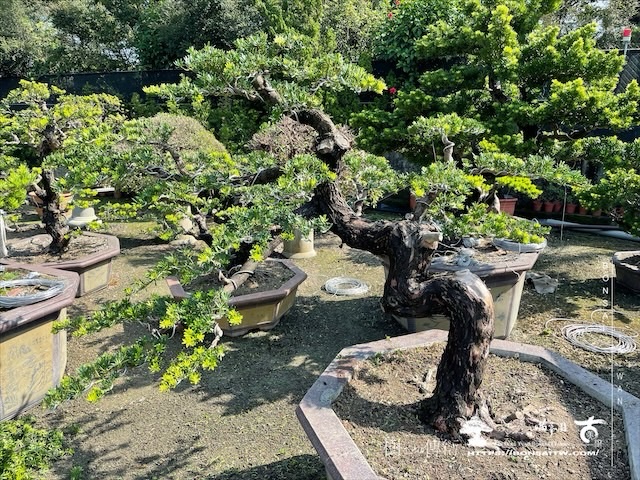 img 5348 1 [晶鑽羅漢松]等待，是為了下一次的蛻變(100) 盆栽(Bonsai)