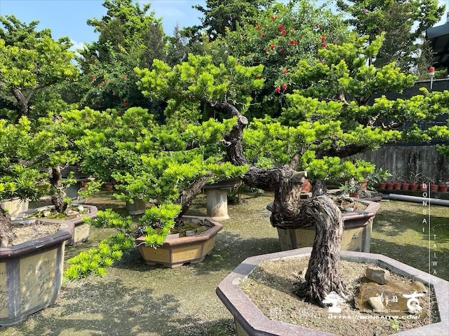 img 5349 1 [晶鑽羅漢松]等待，是為了下一次的蛻變(100) 盆栽(Bonsai)