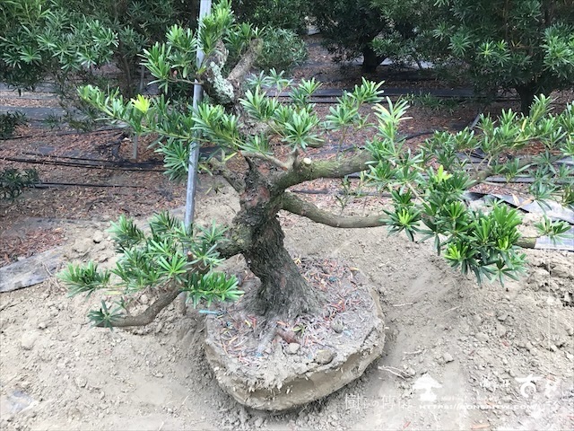 img 5355 1 [晶鑽羅漢松]等待，是為了下一次的蛻變(101) 盆栽(Bonsai)