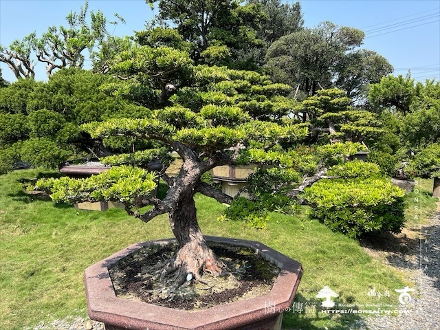 img 5356 1 [晶鑽羅漢松]等待，是為了下一次的蛻變(101) 盆栽(Bonsai)