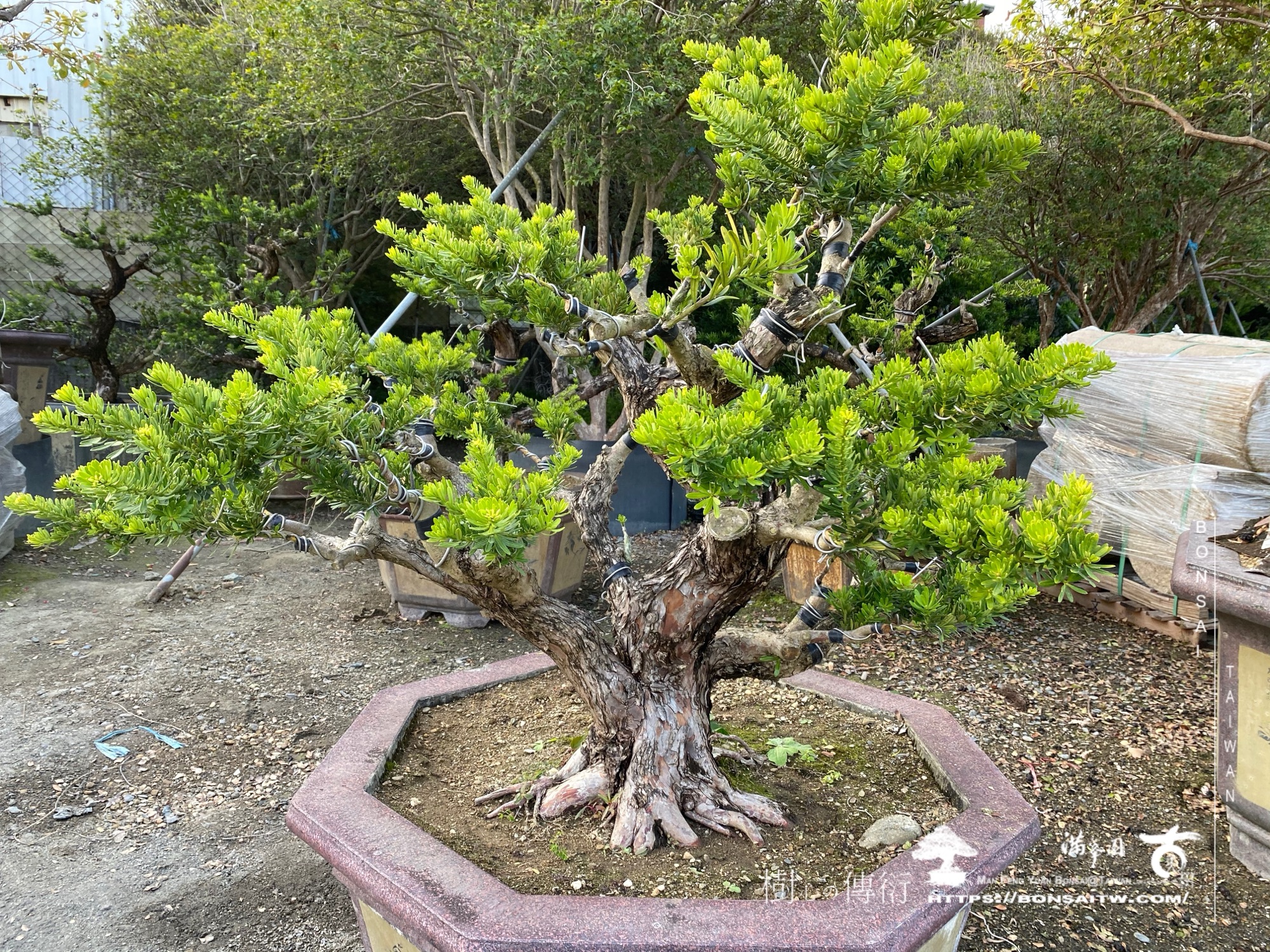 img 5362 1 [晶鑽羅漢松]等待，是為了下一次的蛻變(102) 盆栽(Bonsai)