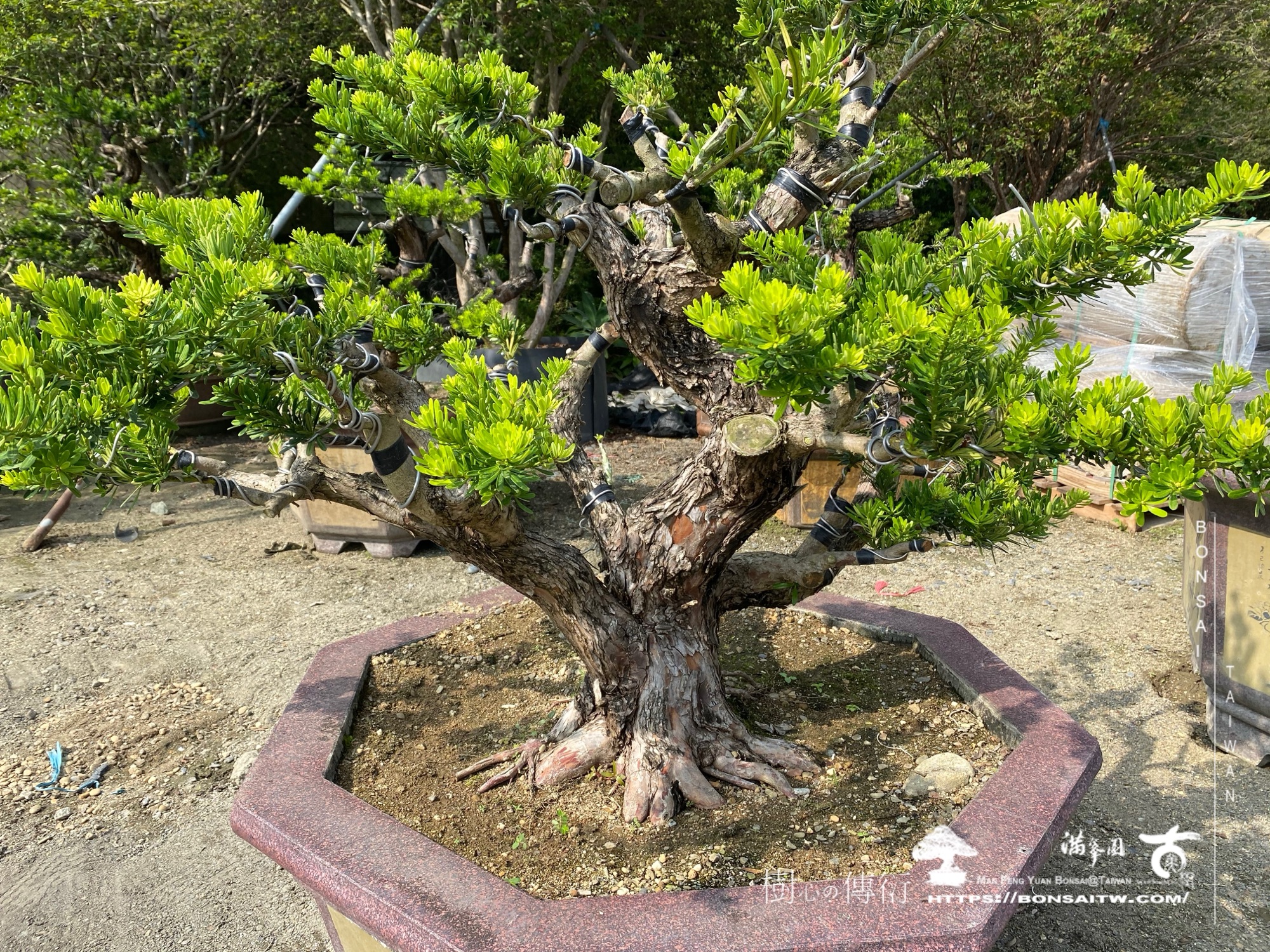 img 5363 1 [晶鑽羅漢松]等待，是為了下一次的蛻變(102) 盆栽(Bonsai)