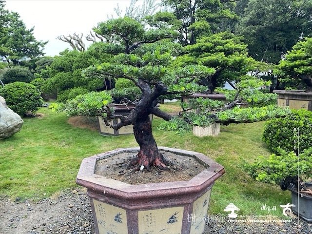 img 5367 1 [晶鑽羅漢松]等待，是為了下一次的蛻變(101) 盆栽(Bonsai)