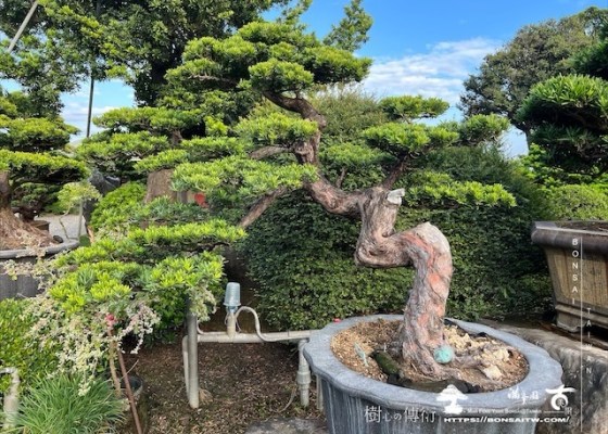 img 5379 1 [晶鑽羅漢松]等待，是為了下一次的蛻變(100) 超大型盆景