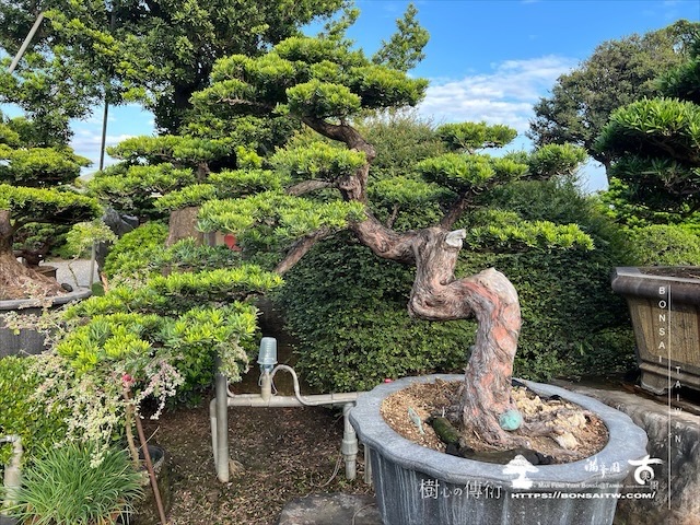 img 5379 1 [晶鑽羅漢松]等待，是為了下一次的蛻變(100) 盆栽(Bonsai)