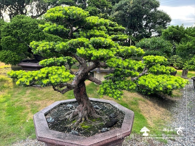 img 5380 1 [晶鑽羅漢松]等待，是為了下一次的蛻變(101) 盆栽(Bonsai)